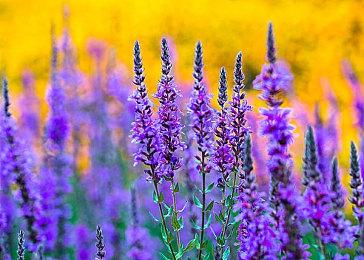 《妖精的尾巴2》2024年12月12日发售 首部宣传影片登场